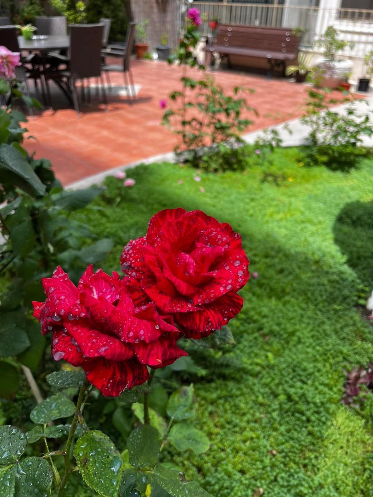Rose Garden Omax Apartments Sunny Beach Eksteriør billede
