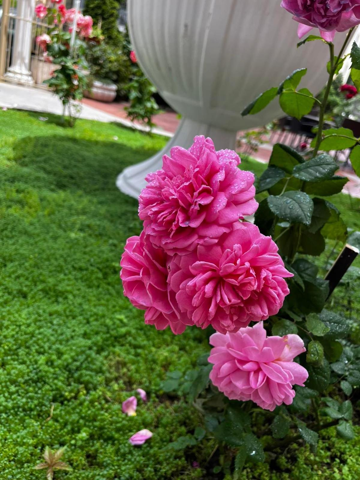 Rose Garden Omax Apartments Sunny Beach Eksteriør billede